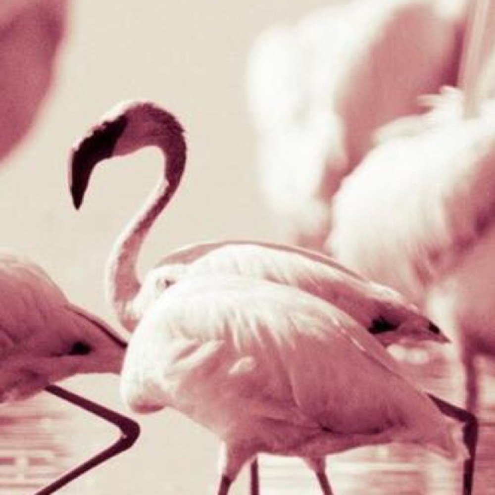 Meet your Posher, Karley